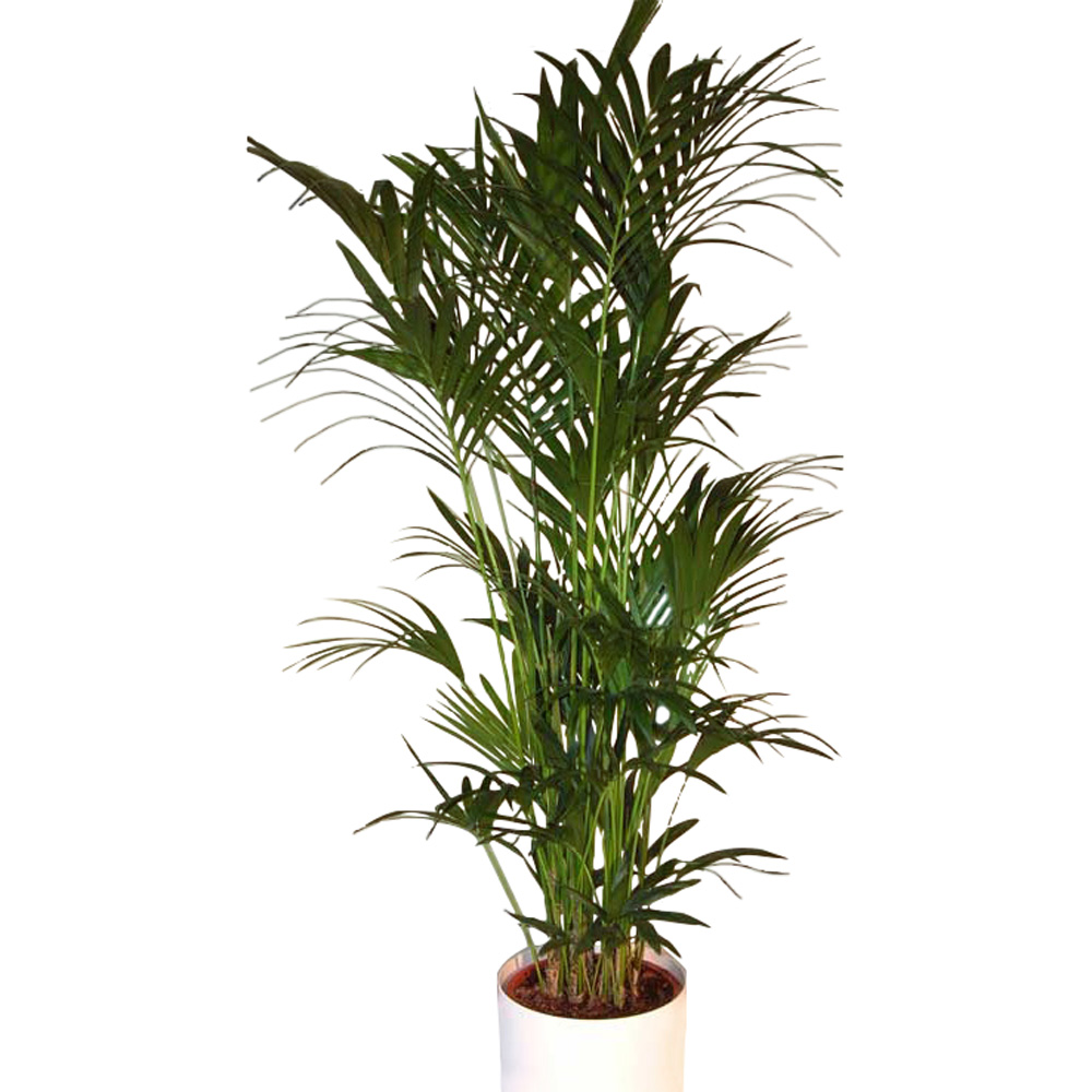 Howeia_Palme_gro_4b72bb5d5e2bb.jpg