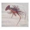 Hummer_aus_Plast_4e1ffbd2da42e.jpg