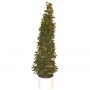 Lorbeer_Pyramide_4b72bae0171fe.jpg