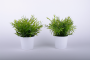 Pflanze_als_Tisc_4e8ebdba00c9d.png