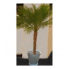 Phoenix_einfach_4b72bda9273cf.jpg