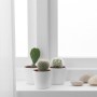 cactaceae-pflanze-mit-uebertopf-kaktus-weiss-zu-mieten