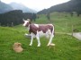 kuh-melken